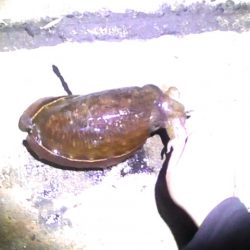 アオリイカやモンゴウイカ、コウイカ